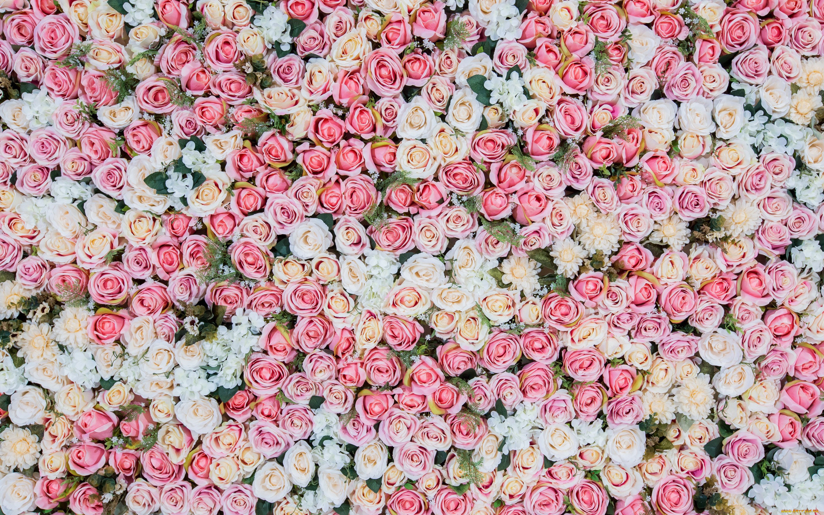 , , , , roses, pink, , bud, flowers